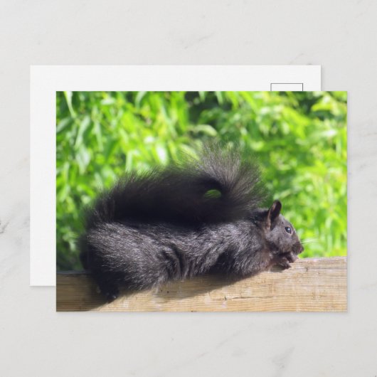 Baby Black Squirrel Sunbathing op Balcony Rail Briefkaart (Voorkant / Achterkant)