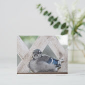 Baby Blauwe Gaai Briefkaart (Staand voorkant)