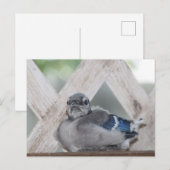 Baby Blauwe Gaai Briefkaart (Voorkant / Achterkant)