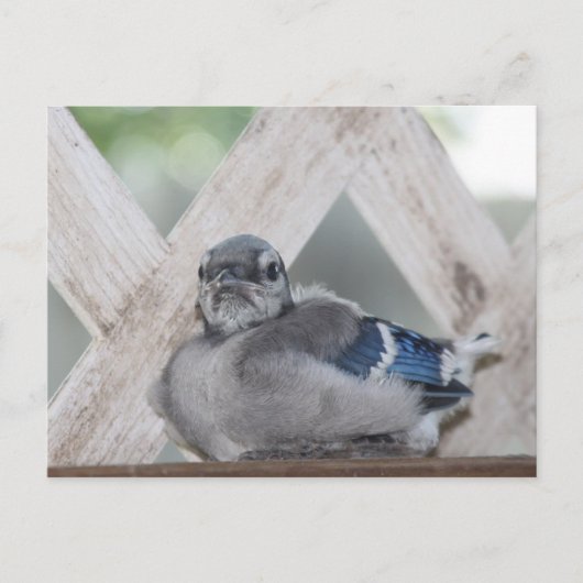 Baby Blauwe Gaai Briefkaart (Voorkant)