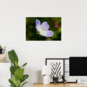 Baby Blue Eye Wilde Poster (Thuiskantoor)