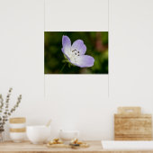 Baby Blue Eye Wilde Poster (Keuken)