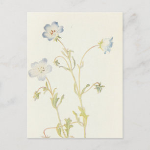 Baby Blue-Eyes van Margaret Armstrong Briefkaart