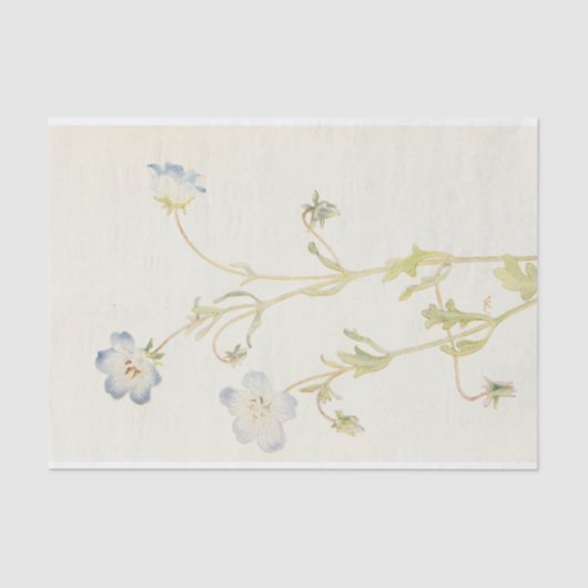 Baby Blue-Eyes van Margaret Armstrong Tissuepapier (Voorkant)