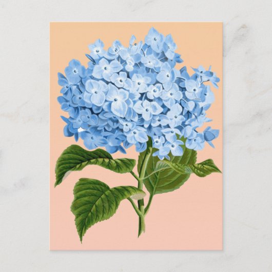 Baby Blue Hydrangea Briefkaart (Voorkant)