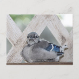 Baby Blue Jay Briefkaart