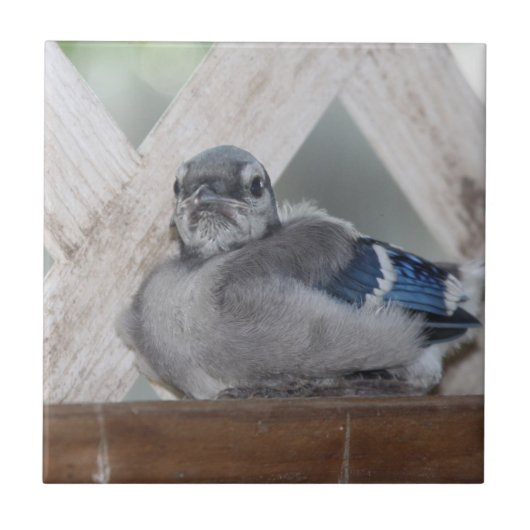 Baby Blue Jay Ceramic Tegel Tegeltje (Voorkant)