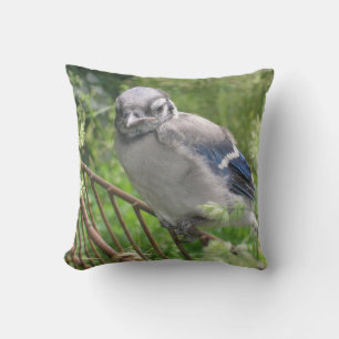 Baby Blue Jay Kussen