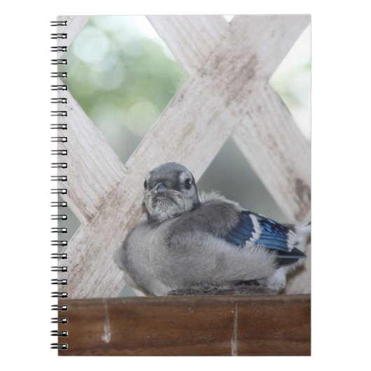 Baby Blue Jay Notitieboek (Voorkant)