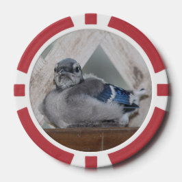 Baby Blue Jay Poker Chips