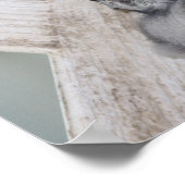 Baby Blue Jay Poster (Hoek)