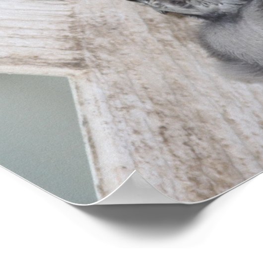 Baby Blue Jay Poster (Hoek)