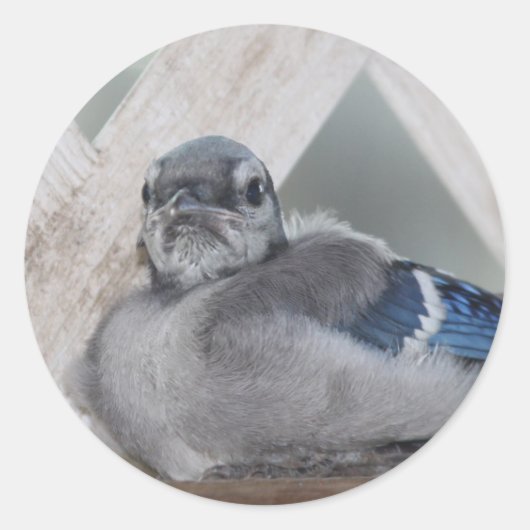 Baby Blue Jay Stickers (Voorkant)