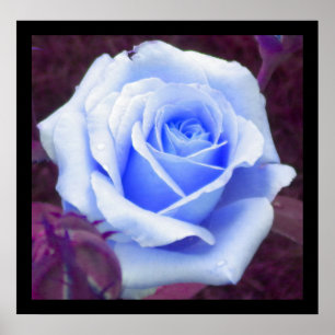 Baby Blue Roos Poster