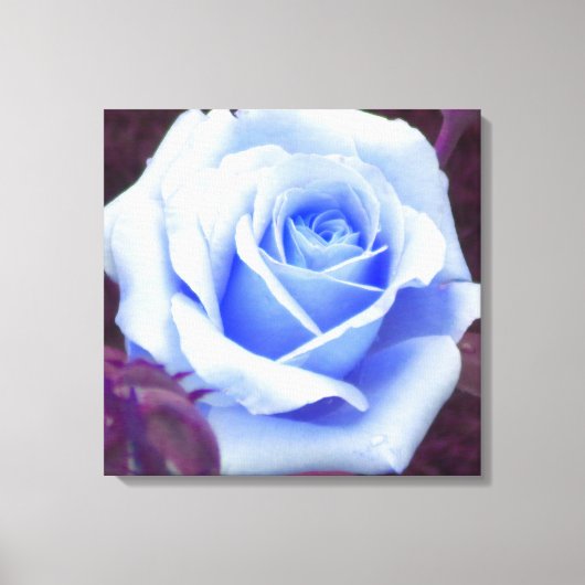 Baby Blue Roos verpakt Canvas Print (Voorkant)