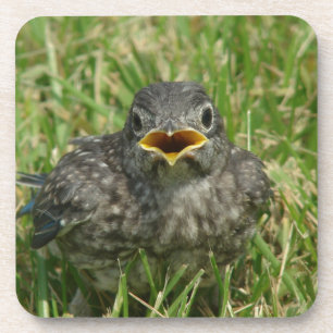 Baby Bluebird Bier Onderzetter