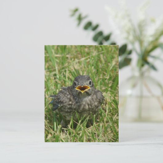 Baby Bluebird Briefkaart (Staand voorkant)