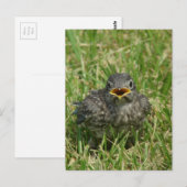 Baby Bluebird Briefkaart (Voorkant / Achterkant)