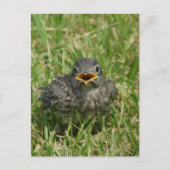 Baby Bluebird Briefkaart (Voorkant)