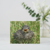 Baby Bluebird Briefkaart (Staand voorkant)