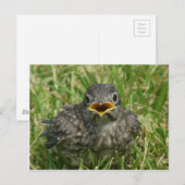 Baby Bluebird Briefkaart (Voorkant / Achterkant)