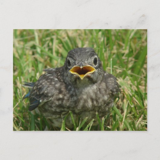 Baby Bluebird Briefkaart (Voorkant)
