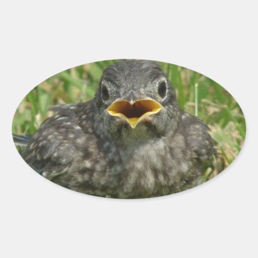 Baby Bluebird Ovale Sticker (Voorkant)