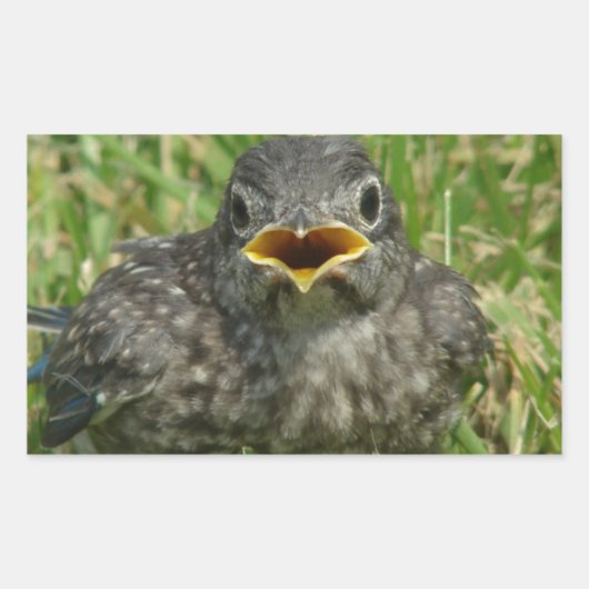 Baby Bluebird Rechthoekige Sticker (Voorkant)