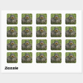 Baby Bluebird Vierkante Sticker (Vel)