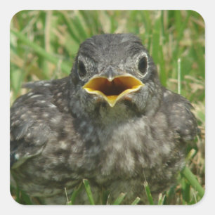 Baby Bluebird Vierkante Sticker