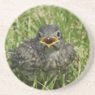 Baby Bluebird Zandsteen Onderzetter