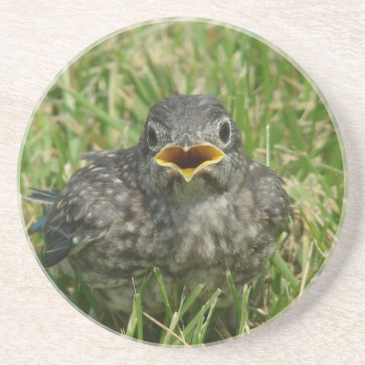 Baby Bluebird Zandsteen Onderzetter (Voorkant)