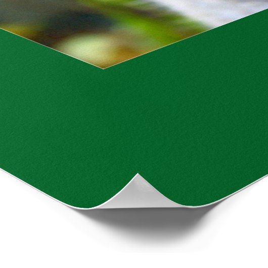 "Baby Blues" Koala Poster (Hoek)