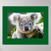"Baby Blues" Koala Poster (Voorkant)