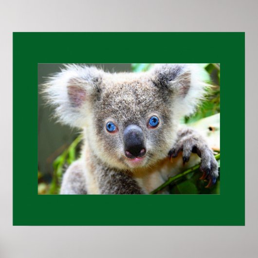 "Baby Blues" Koala Poster (Voorkant)