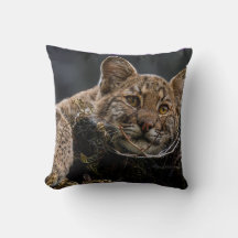 Baby Bobcat Liggend in Tree