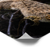 Baby Bobcat Liggend in Tree Poster (Hoek)