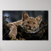Baby Bobcat Liggend in Tree Poster (Voorkant)