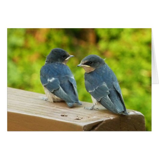 Baby Boerderijzwaluwen Natuur Vogel Fotografie (Voorkant Horizontaal)