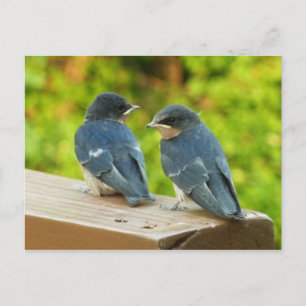 Baby Boerderijzwaluwen Natuur Vogel Fotografie Briefkaart