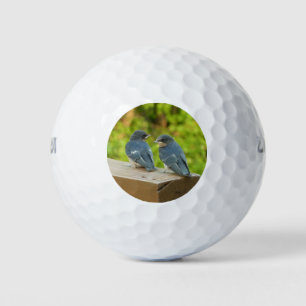 Baby Boerderijzwaluwen Natuur Vogel Fotografie Golfballen