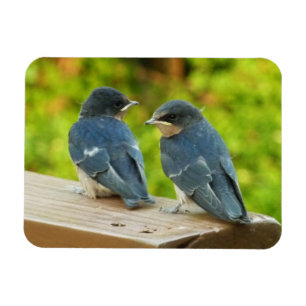 Baby Boerderijzwaluwen Natuur Vogel Fotografie Magneet