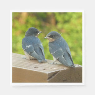 Baby Boerderijzwaluwen Natuur Vogel Fotografie Servet