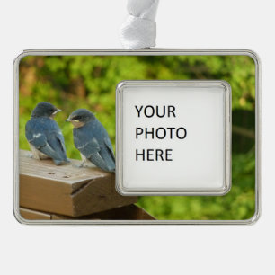 Baby Boerderijzwaluwen Natuur Vogel Fotografie Verzilverd Omlijst Ornament