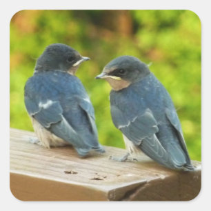 Baby Boerderijzwaluwen Natuur Vogel Fotografie Vierkante Sticker