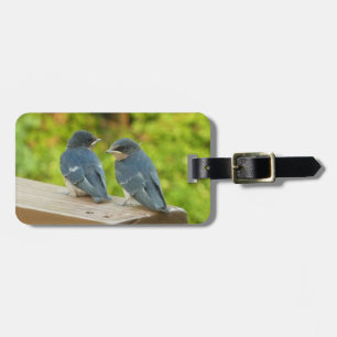 Baby Boerenzwaluwen Natuur Vogel Fotografie Bagagelabel