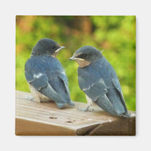 Baby Boerenzwaluwen Natuur Vogel Fotografie Magneet