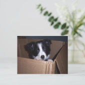 Baby Border Collie Briefkaart (Staand voorkant)