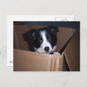 Baby Border Collie Briefkaart (Voorkant / Achterkant)