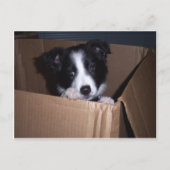 Baby Border Collie Briefkaart (Voorkant)